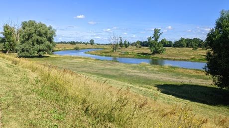 Elbauen am Elberadweg