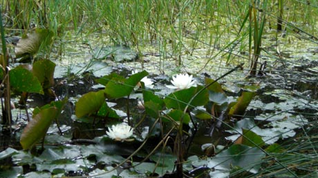 Seerosen am Froschradweg