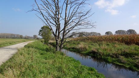 Fuhneradweg hinter Glauzig Fuhneradweg hinter Glauzig