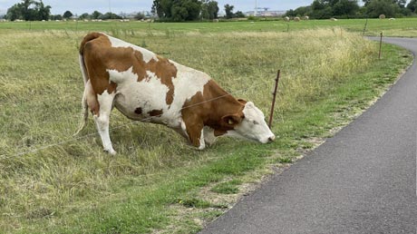 Kuh am Elberadweg Kuh am Elberadweg