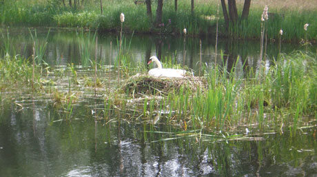 Br&uuml;tender Schwan im Dr&ouml;mling