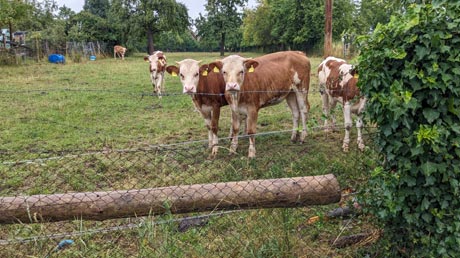 Kühe am Wegesrand in Hollenbach
