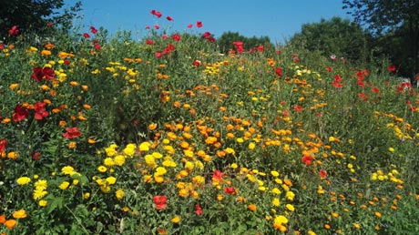 Leine-Heide-Radweg Leine-Heide-Radweg