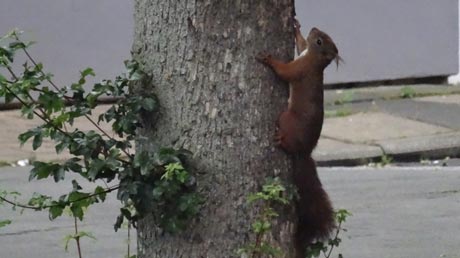 Eichhörnchen in Einbeck