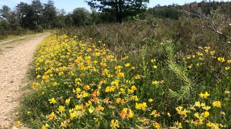 Leine-Heide-Radweg Lüneburger Heide Leine-Heide-Radweg Lüneburger Heide