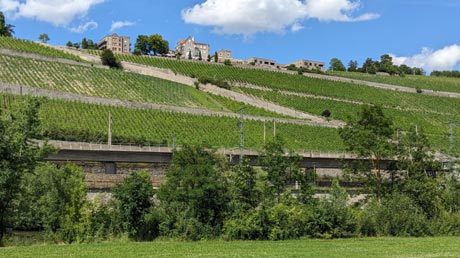 Weinberge am Main