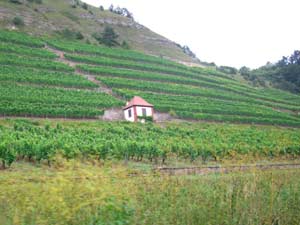 Weinberge am Main Weinberge am Main