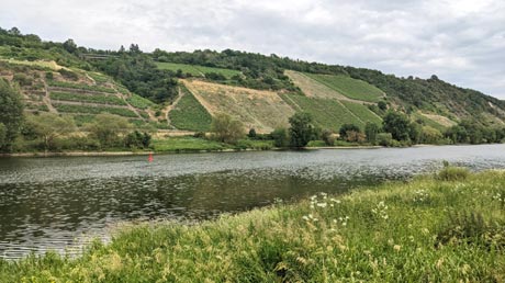 Weinberge an der Mosel Weinberge an der Mosel
