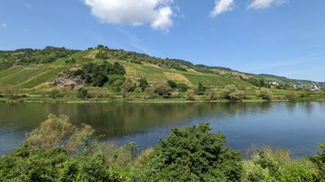 Weinberge an der Mosel