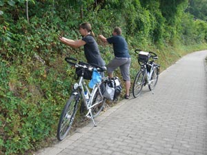 Brombeeren am Mosel-Radweg