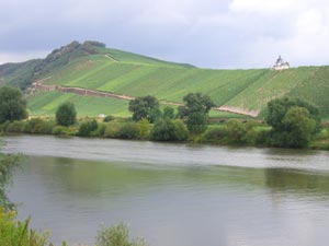 Weinberge an der Mosel