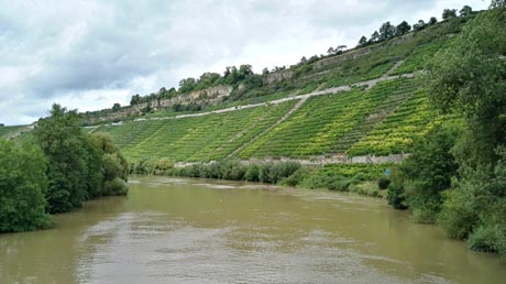 Weinberge am Neckar