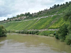 Weinberge am Neckar