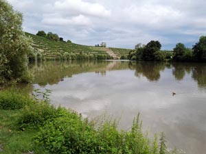 Weinberge am Neckar