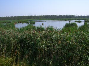 Torfmoor bei Rosenhagen Torfmoor bei Rosenhagen