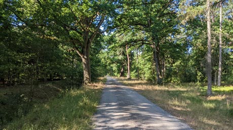 Allerradweg durch Wald Allerradweg durch Wald