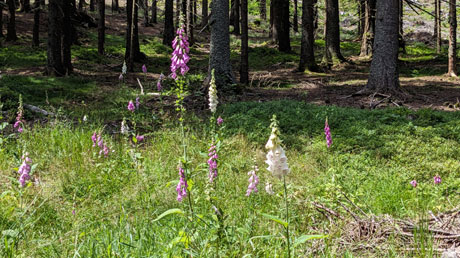 Wanderung zur Regenquelle Pramen &Rcaron;ezn�