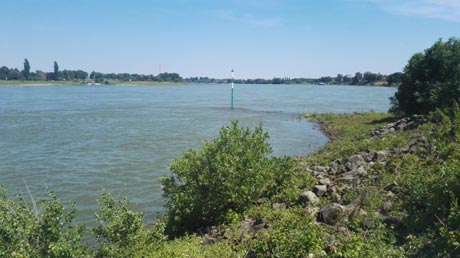 Rhein an der Erftmündung Rhein an der Erftmündung