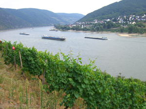 Blick auf den Rhein Blick auf den Rhein