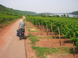 Radweg durch die Weinberge Radweg durch die Weinberge