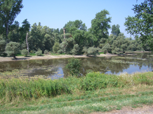 Landschaft am Rhein