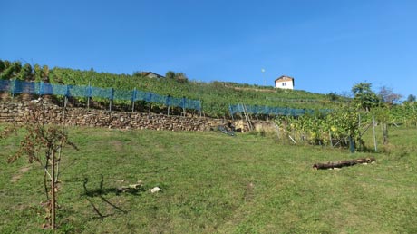 Landschaft am Süßen See