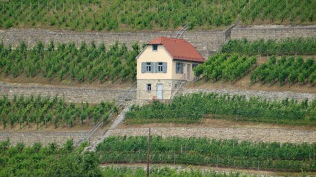Weinberg Thüringer Weingut Weinberg Thüringer Weingut