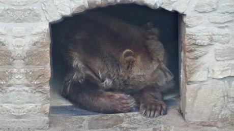 der Bär im Bernburger Schloss