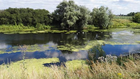 Saale Altarm bei Plötzkau Saale Altarm bei Plötzkau