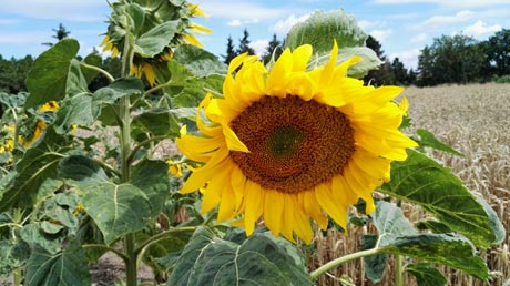 Sonnenblume am Saaleradweg