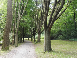 Saaleradweg durch Allee Saaleradweg durch Allee