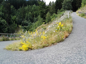 Saale Saaleradweg bei Burgk