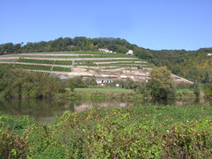 Goseck Weinberge Goseck Weinberge