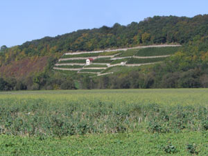 Weinberg in Kaatschen Weinberg in Kaatschen