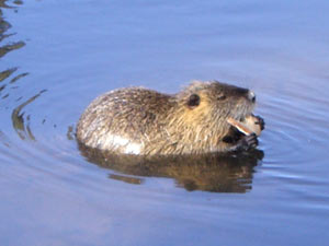 Nutria Nutria