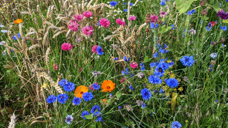 bunte Blumen am Wegesrand