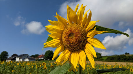 Sonnenblumen am Schwalmradweg Sonnenblumen am Schwalmradweg