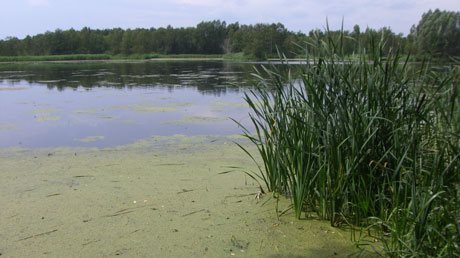 Teiche am Froschradweg