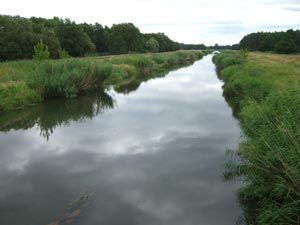 Schwarze Elster