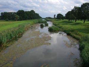 Schwarze Elster