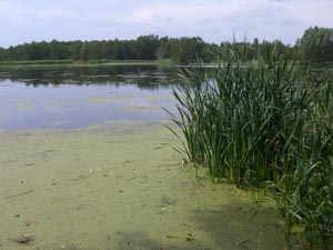 Teiche am Froschradweg Teiche am Froschradweg