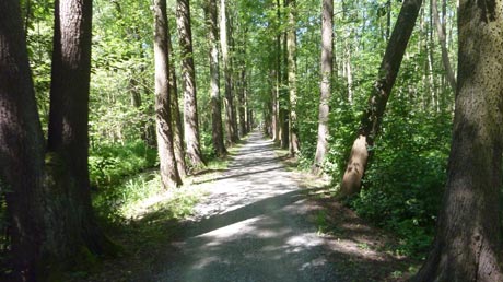 Radweg im Spreewald