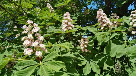 Kastanienblüten Kastanienblüten