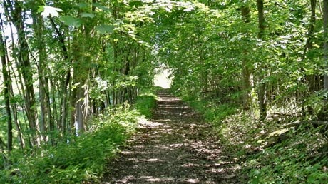 Waldweg bei Sülldorf Waldweg bei Sülldorf