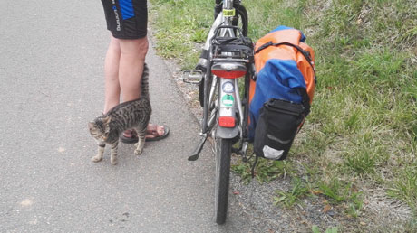 Katze will mit Katze will mit
