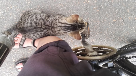Katze will mit Katze will mit