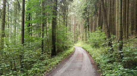 Radweg durch Wald