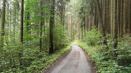 Radweg durch Wald Radweg durch Wald