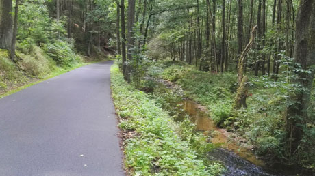 Radweg durch Wald Radweg durch Wald