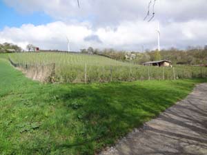 Weinberge bei Großvargula